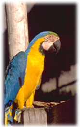 Safe bird toys to keep your pet company; buddy bird toys are made in Maui, Hawaii for your pet